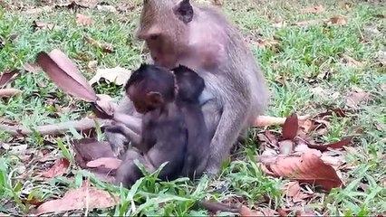 Monkey-Sweet Pea...Lori became increasingly close to the baby monkey Aiden