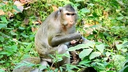 Monkey Violet and baby monkey Vikki... P2