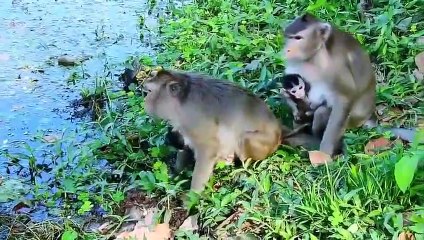 Monkey Violet and baby monkey Vikki... P1