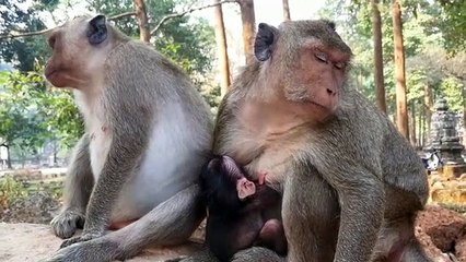 Monkey-Baby Jessie and Sherri, monkey baby Aiden