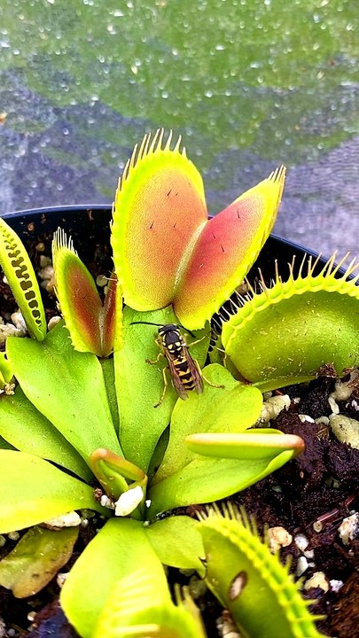 Wasp Dances Into Venus Flytrap