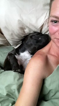 Staffy qui ronfle a une sieste confortable