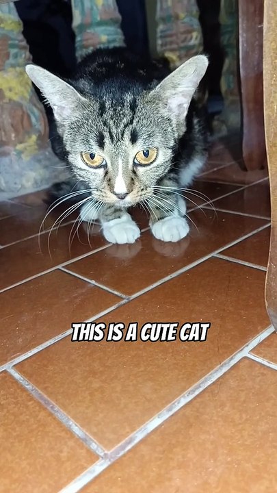 Cute Cat