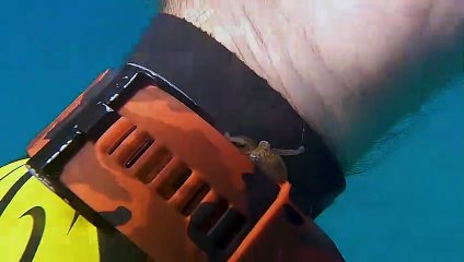 Tiny Octopus Saved From Plastic Bottle