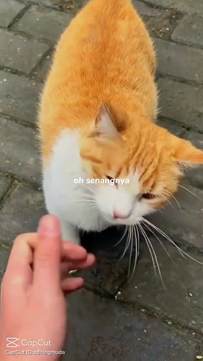 Video lucu hewan