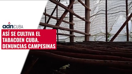 Así se cultiva el tabaco en Cuba. Denuncias campesinas