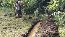 Farm of Cacao Over Supply of Water Needs Drainage