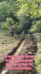 Farm of Cacao Over Supply of Water Needs Drainage