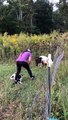 Les chiots Border Collie affichent des instincts précoces de troupeau