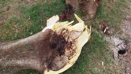 Tronco de árvore cai no Bairro Brasmadeira