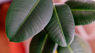 How to Keep Your Houseplants Alive in Fall and Winter