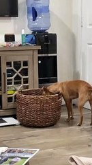 Le panier de couverture provoque la toux