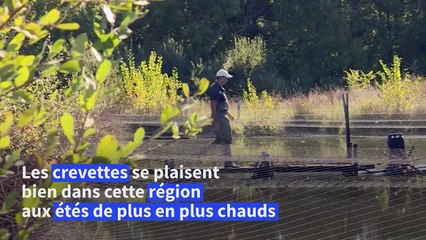 Avec le réchauffement climatique, la gambas tropicale en pince pour le Gers