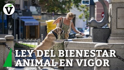 Los ciudadanos apoyan la nueva Ley de Bienestar Animal: "Me parece muy bien"