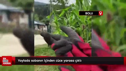 Bolu'da yaylada sobanın içinden cüce yarasa çıktı