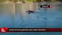 Antalya’da baraj gölünde yüzen yaban domuzları