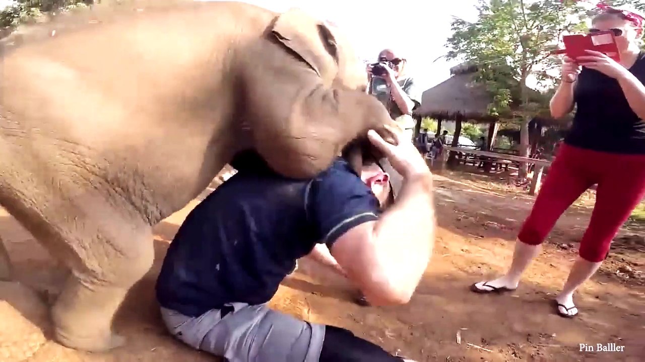animal funny video57