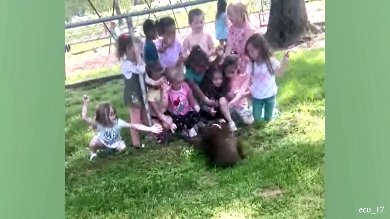 animal funny video59
