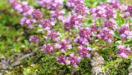 How to Plant and Grow Creeping Thyme