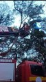 Turista americano cai de parapente e fica preso em árvore em Florianópolis