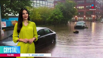 Adolescente tala árbol de casi 200 años