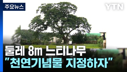 신라 삼국통일 시대부터 뿌리내린 1,300년 역사 느티나무 🌳