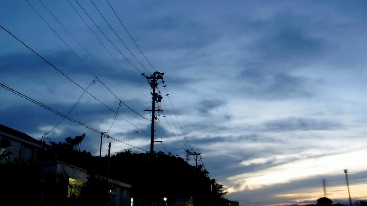 Huge Murder of Crows in Japan