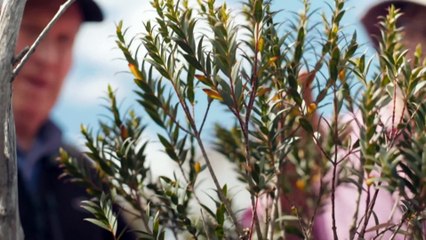 Researchers work to propagate Australia's rarest tree