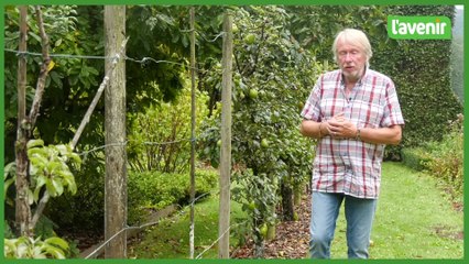 Travaux du jardin - 30 septembre 2023 : les kiwis