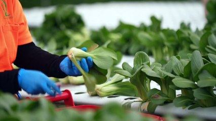 Italian and Indigenous cultures converge at herb farms in South Australia