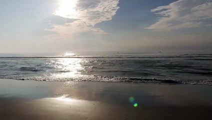 beach birb gotta run fast - Jody Bruchon Entertainment