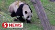 People flock to D.C. zoo for last look at its pandas