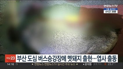 부산 도심 버스승강장에 멧돼지 출현…엽사 출동