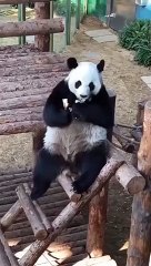 The giant panda has such an appetite that I feel hungry  ジャイアントパンダはとても食欲があり、お腹が空いたような気がします
