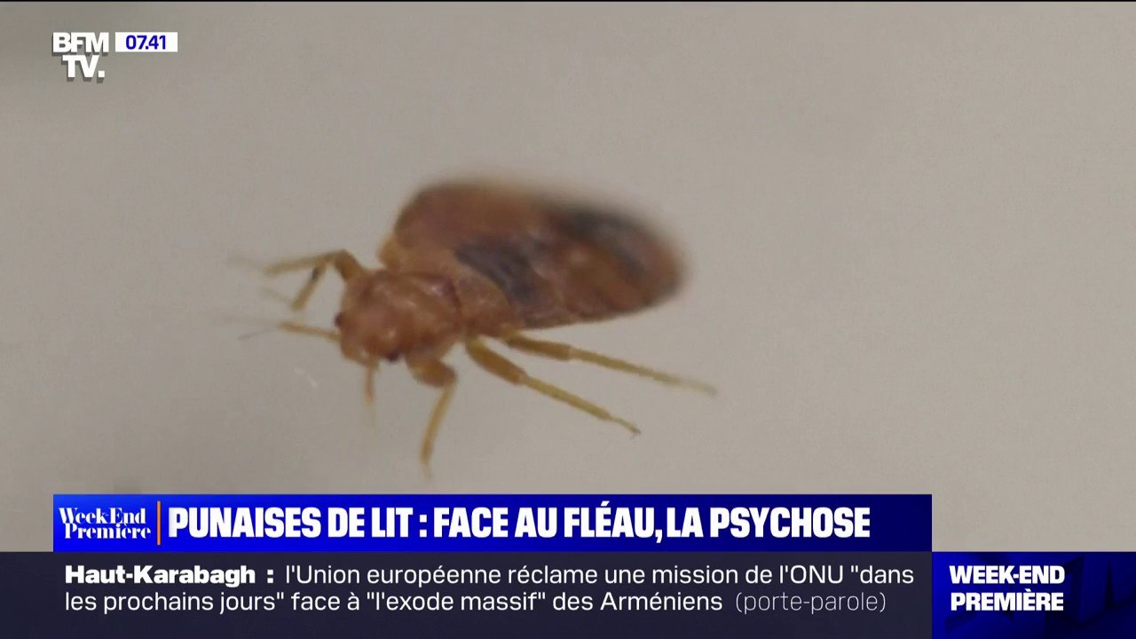Punaises de lit: un fléau qui vire à la psychose