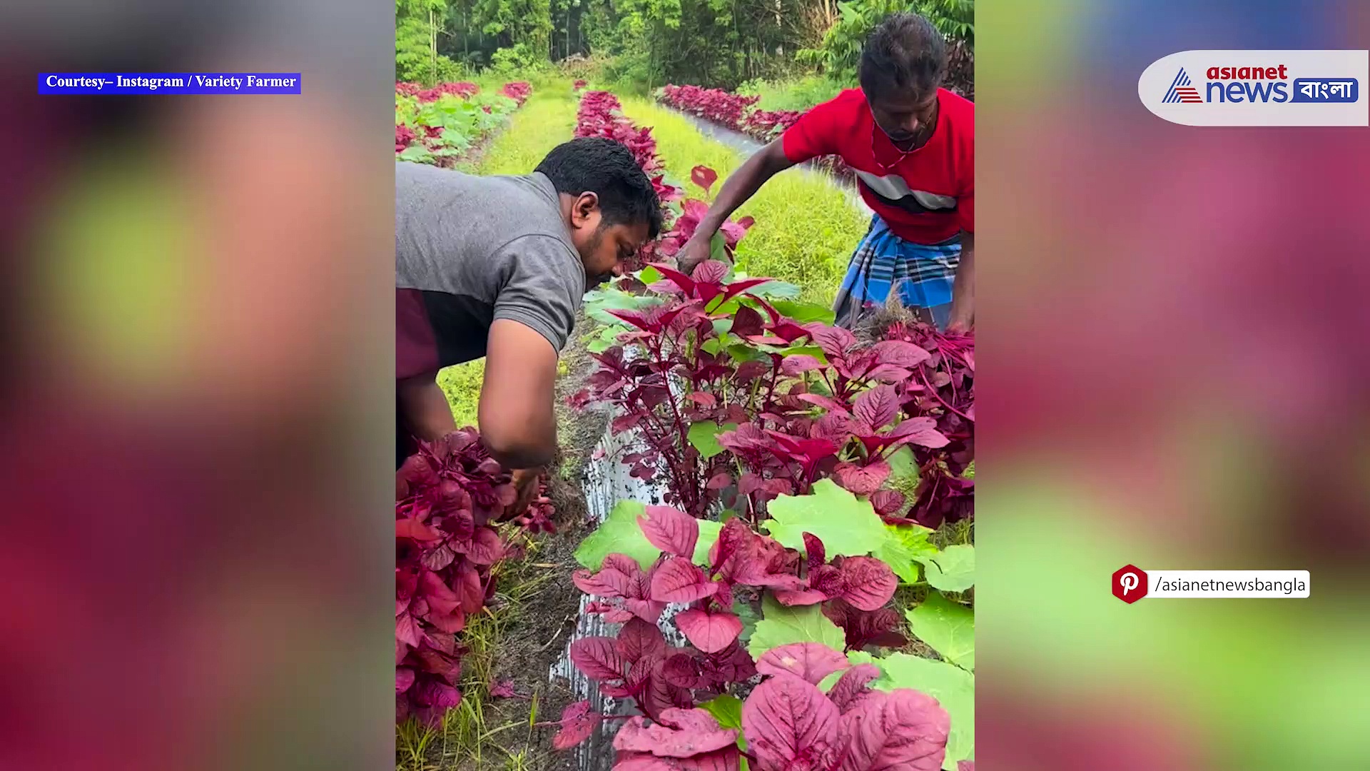 Viral Video : অডি A4 গাড়ি চালিয়ে বাজারে সবজি বিক্রি করতে এলেন কেরলের কৃষক! দেখুন ভিডিও