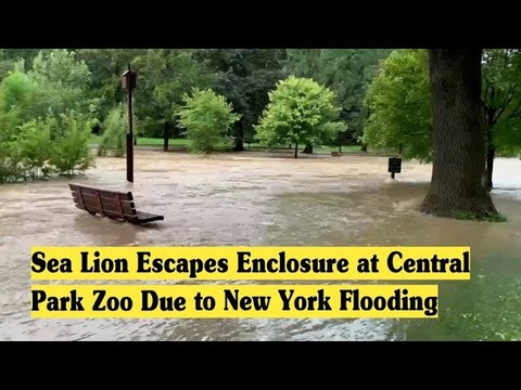 Sea Lion Escapes Enclosure at Central Park Zoo Due to New York Flooding