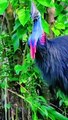 Best Nature Dp | Best Nature Video | Beautiful Birds in the World 06 | Beautiful Nature Video Short