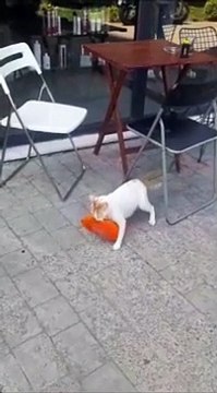 Gatta ruba pollo dal supermercato per sfamare i suoi cuccioli
