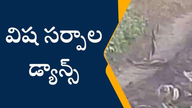 బాపట్ల జిల్లా: విష సర్పాల డ్యాన్స్... వీడియో వైరల్