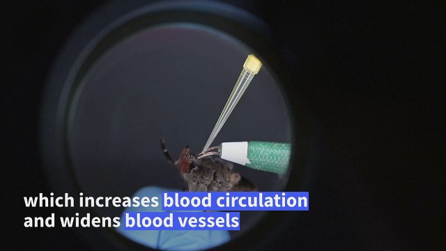 The spiders treating erectile dysfunction