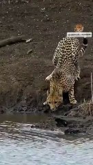 Sinsi katil aniden ortaya çıktı! Vahşi doğanın en hızlı avcısı böyle av oldu