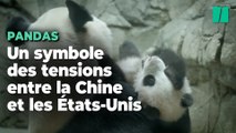 Le départ de ces pandas illustre les tensions diplomatiques entre la Chine et les États-Unis
