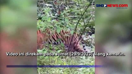 Viral Harimau Sumatra Berkeliaran di Jalan Raya Aceh