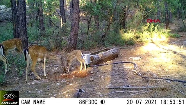 Une famille de chèvres sauvages a été vue en train de boire de l'eau