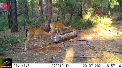 Yaban keçisi ailesi fotokapanda