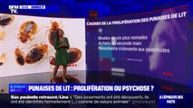 Punaises de lit: véritable prolifération ou simple psychose?