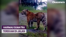 Heboh Harimau Sumatra Berkeliaran di Jalan Raya Aceh