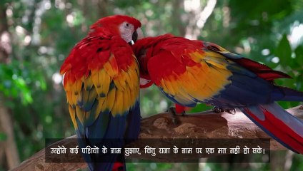 || कौवों और उल्लुओं का वैर || उलूक जातक-270 ||