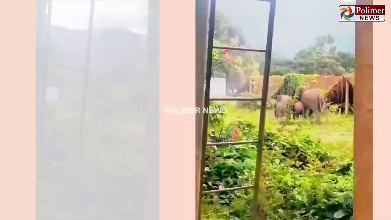 உசிரு வேணும்னா ஓடு.. யானைகளால் நடந்த களேபரம்..! (1)